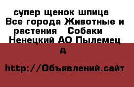 супер щенок шпица - Все города Животные и растения » Собаки   . Ненецкий АО,Пылемец д.